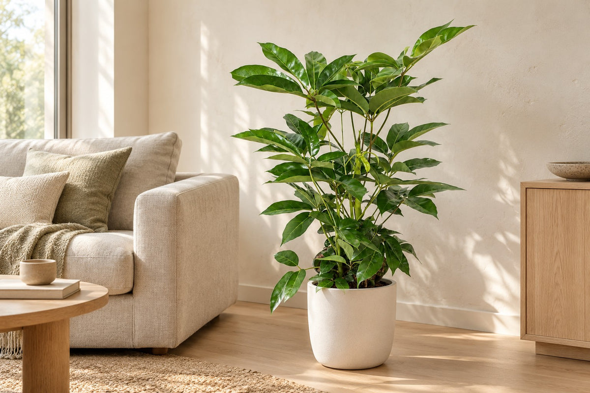 Parasolboom van 100 cm in een witte keramische pot in een lichte woonkamer