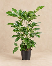 Parasolboom (Schefflera actinophylla 'Amate') van 100 cm hoog in kweekpot van 24 cm