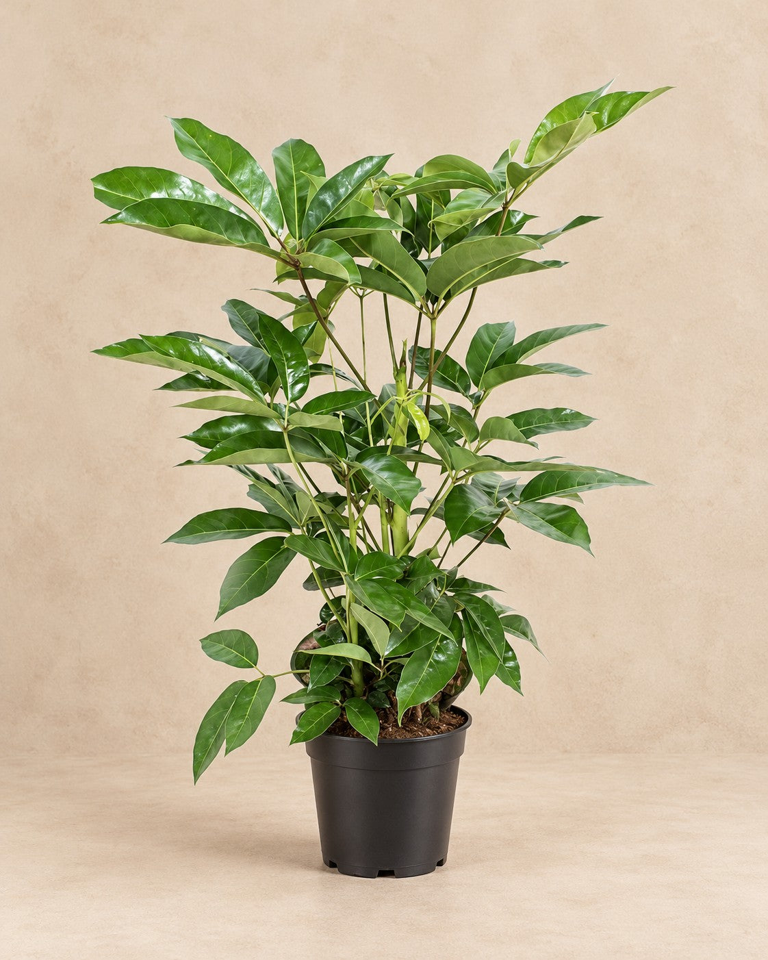 Parasolboom (Schefflera actinophylla 'Amate') van 100 cm hoog in kweekpot van 24 cm