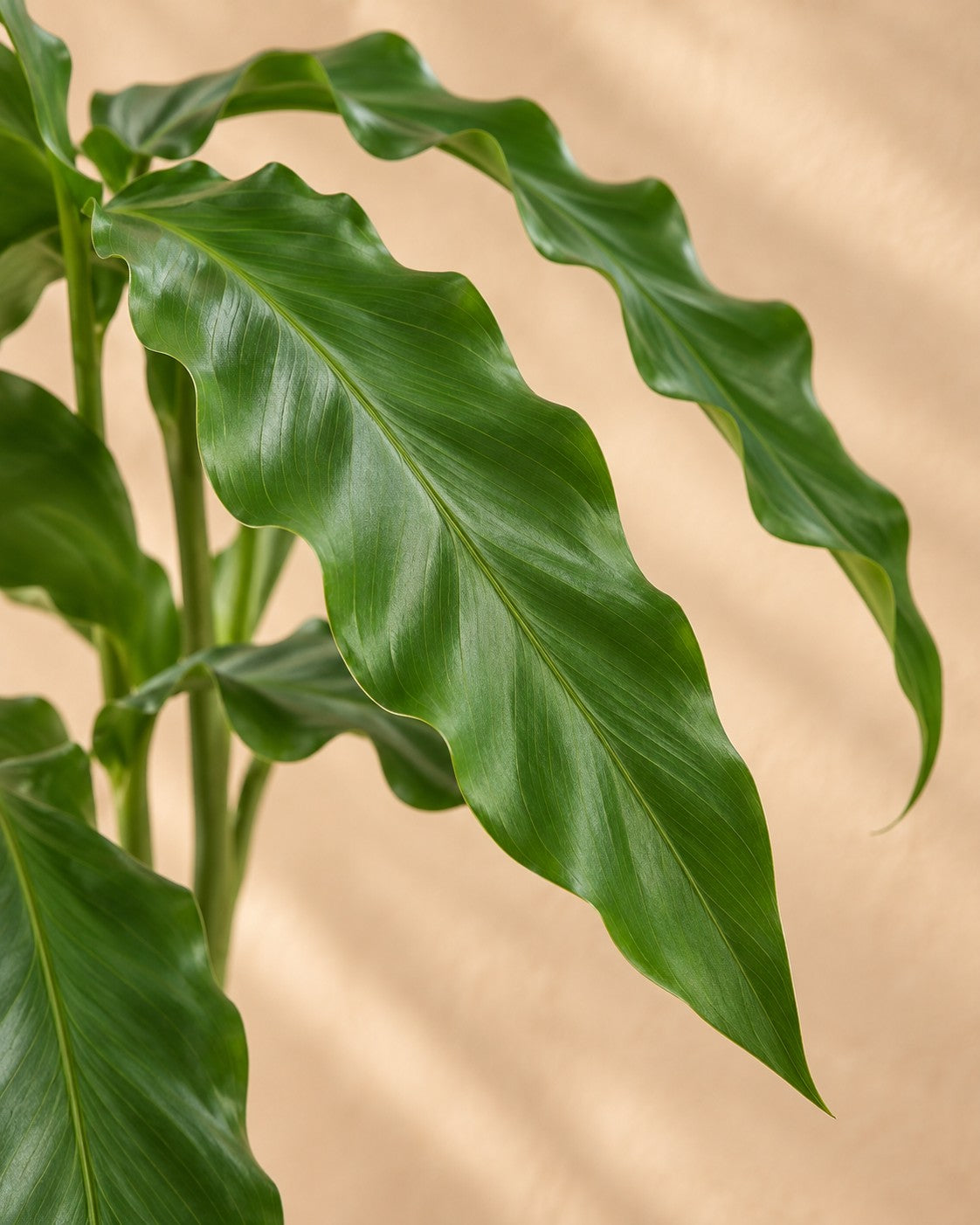 Nærbillede af bladene på Påfugleplante (Calathea 'Bluegrass')