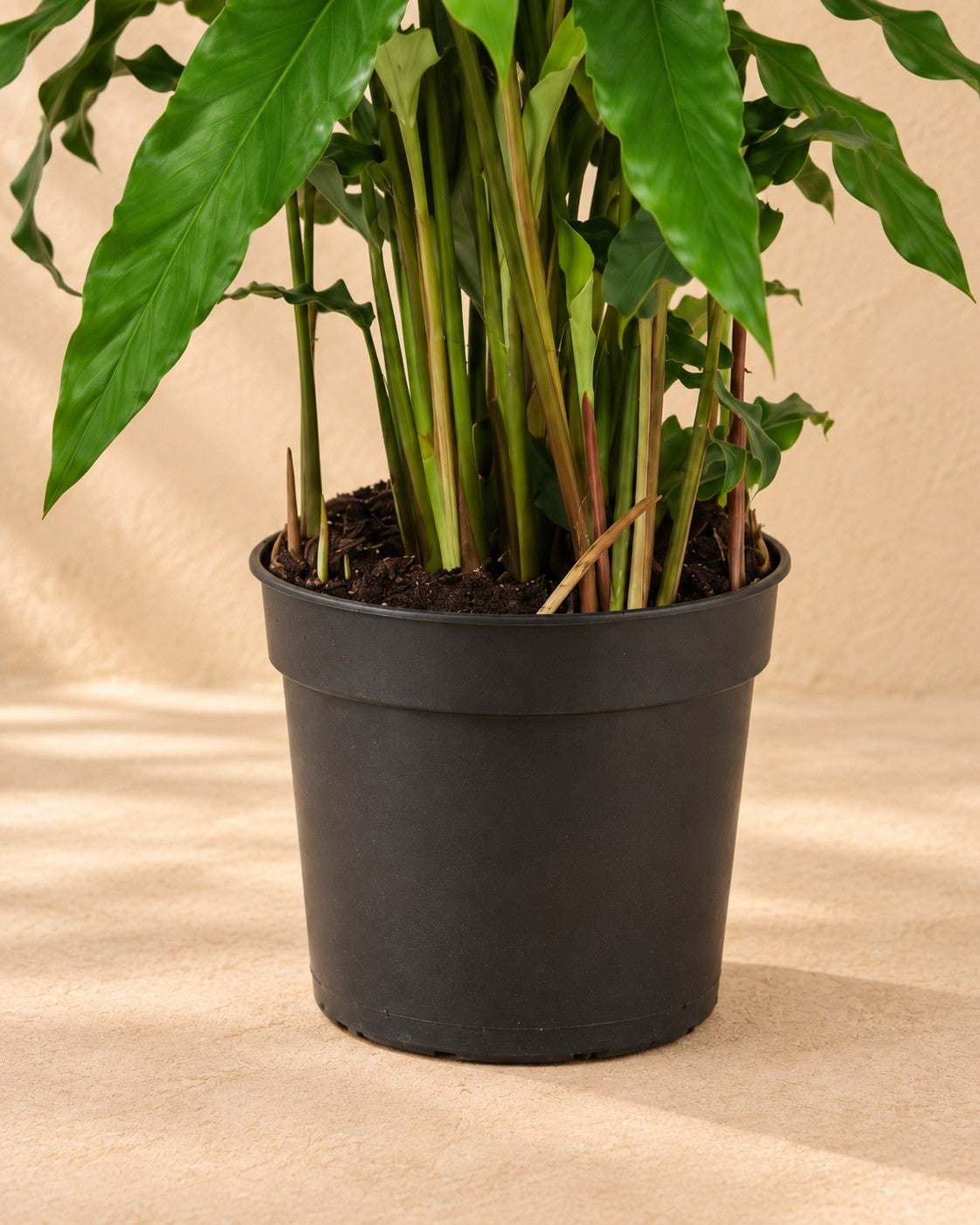 Nederste del af Påfugleplante (Calathea 'Bluegrass') med dyrkningspotten