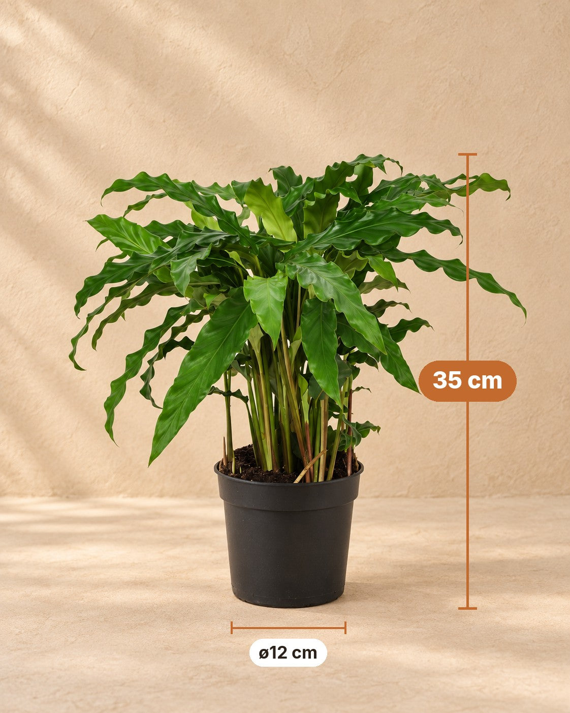 Mål Påfugleplante: 35 cm høj, potte ø12 cm