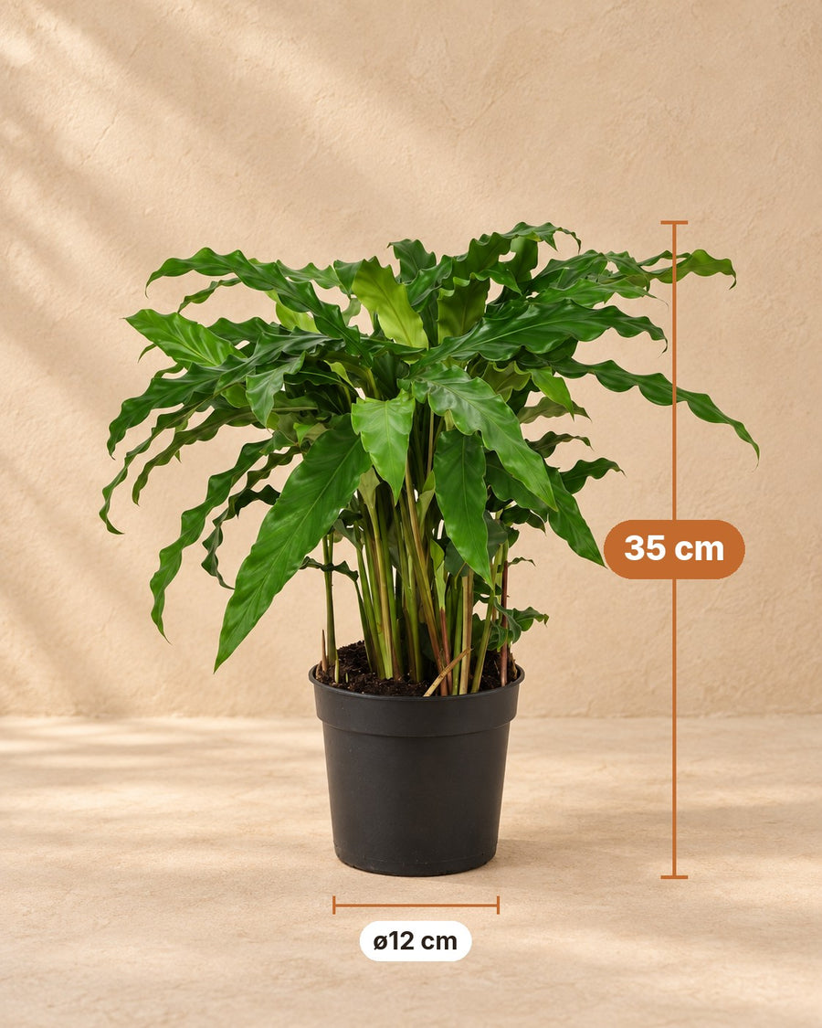 Påfugleplante (Calathea 'Bluegrass') 35 cm høj, potte ø12 cm