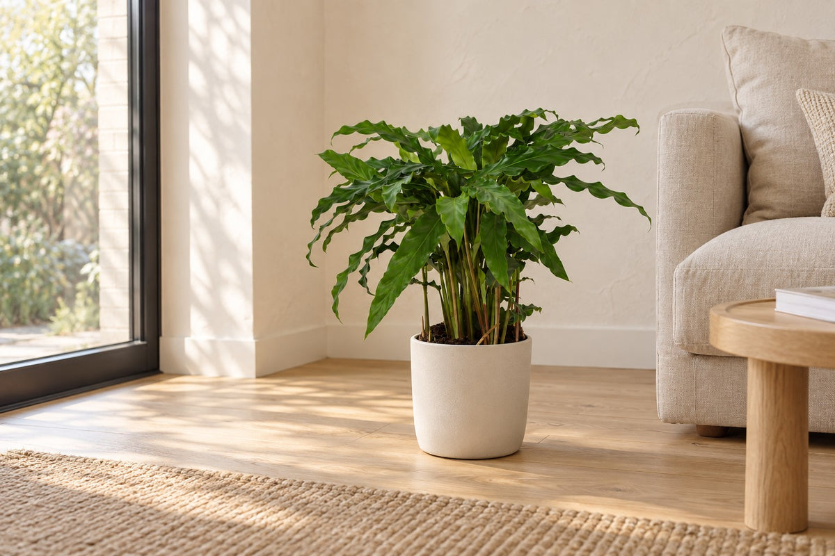 Påfugleplante, 35 cm, i a white ceramic planter i en lys stue