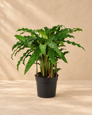 Påfugleplante (Calathea 'Bluegrass'), 35 cm høj i en 12 cm dyrkningspotte