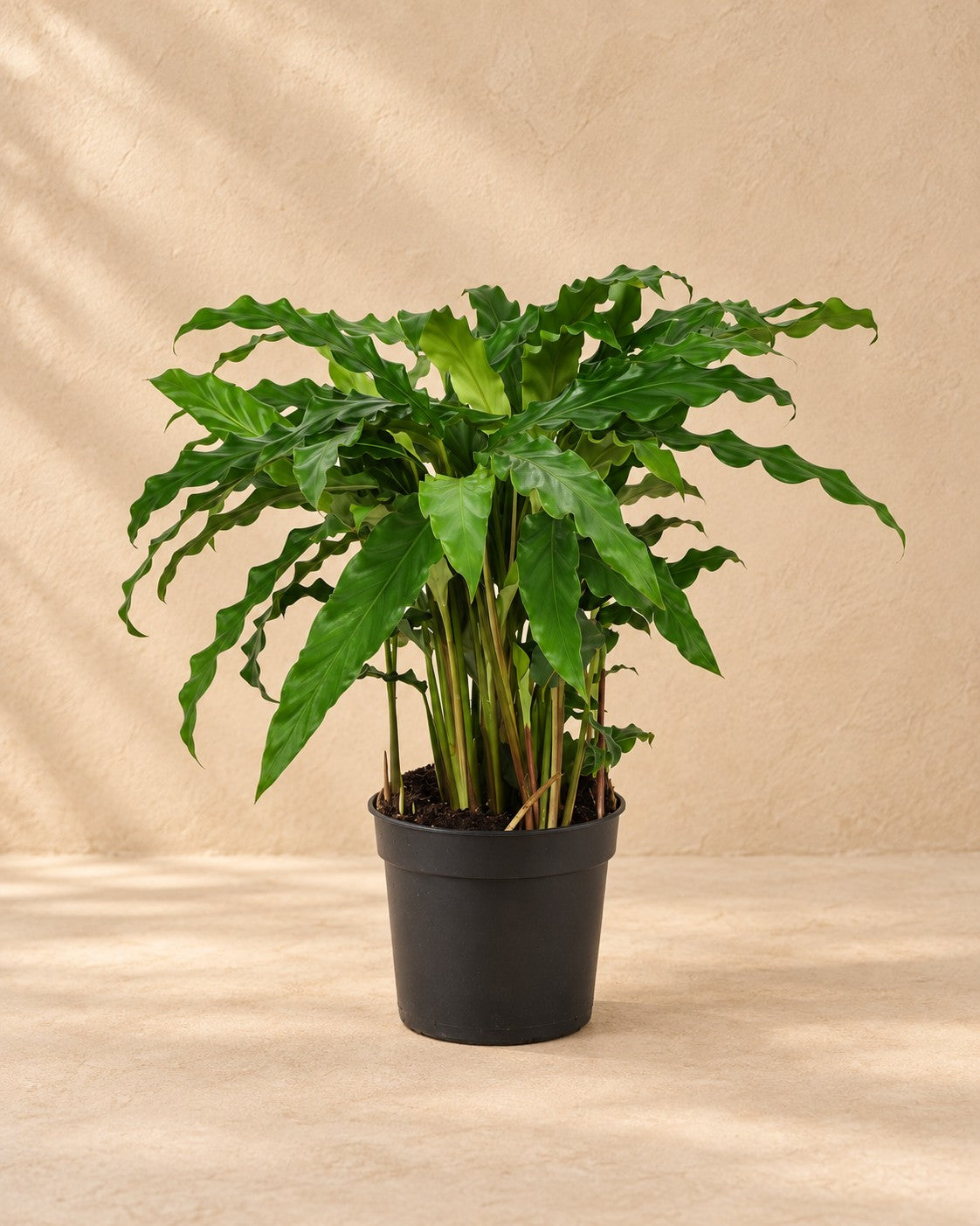 Påfugleplante (Calathea 'Bluegrass'), 35 cm høj i en 12 cm dyrkningspotte