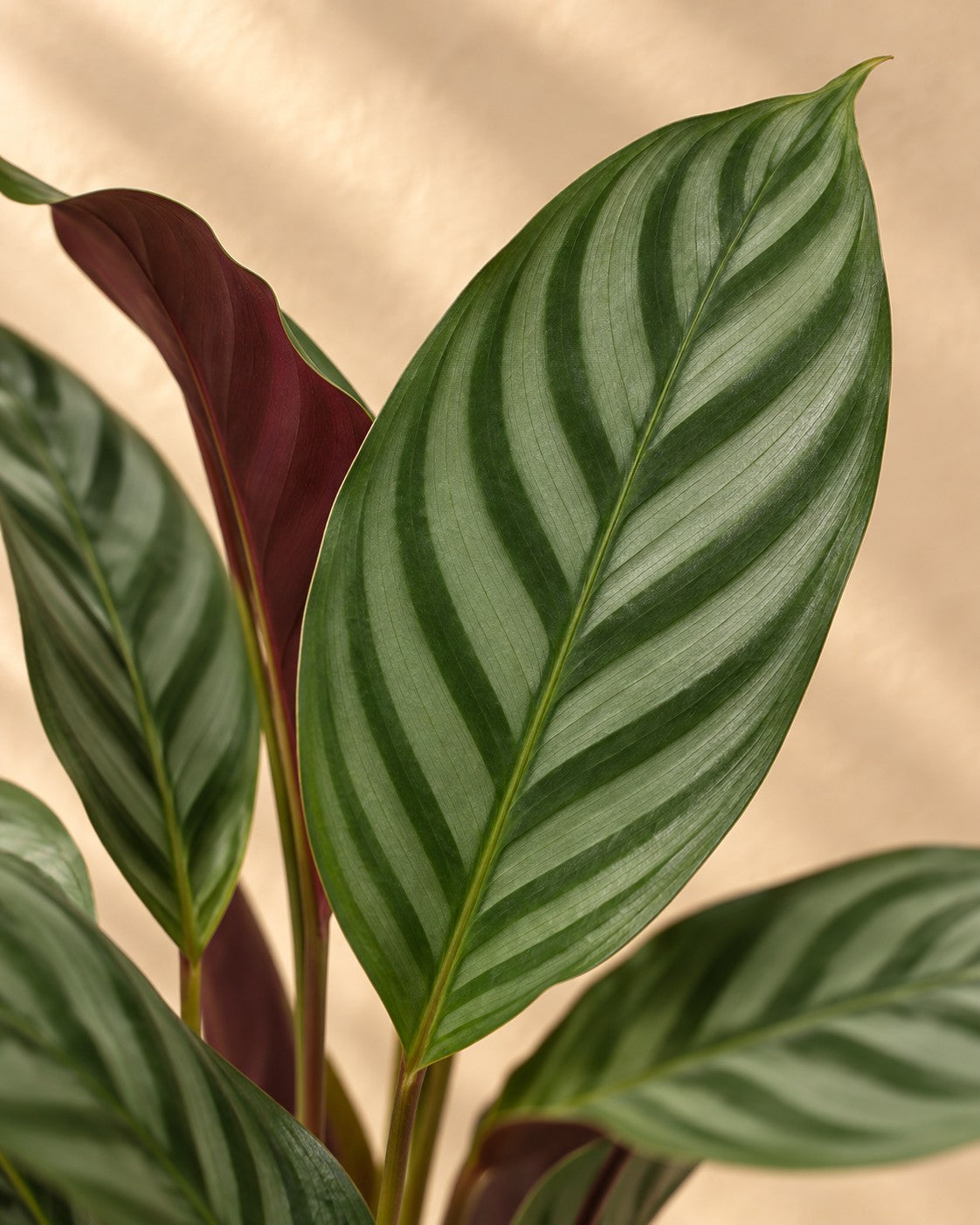 Närbild på bladen hos Påfågelsblad (Calathea 'Compactstar')