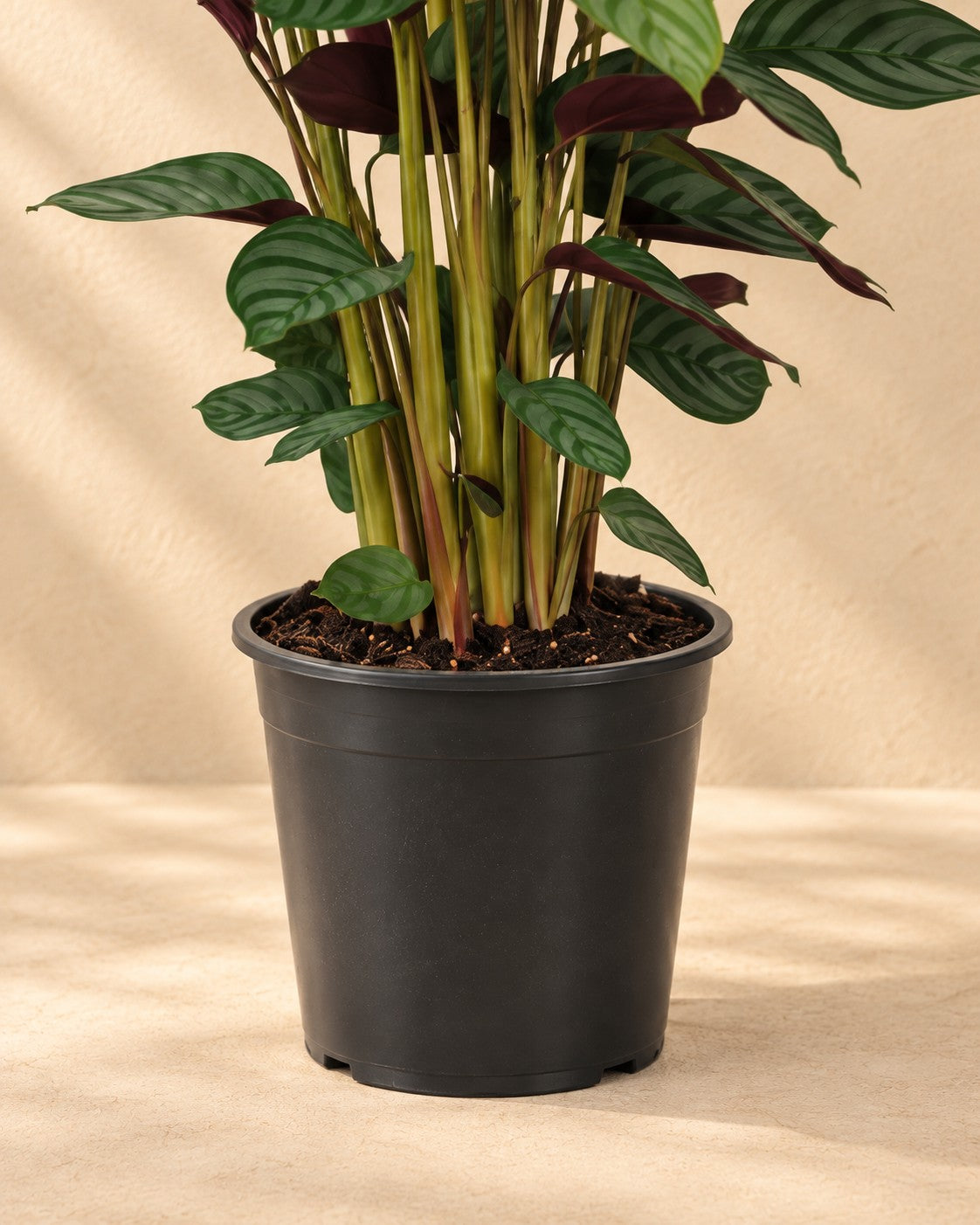 Partie basse de Calathea (Calathea 'Compactstar') avec son pot de culture