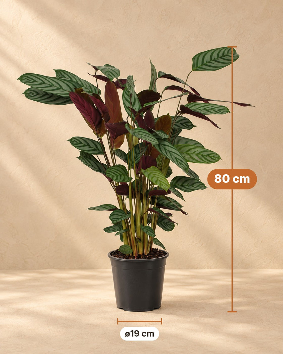 Calathea (Calathea 'Compactstar') 80 cm de haut, pot ø19 cm