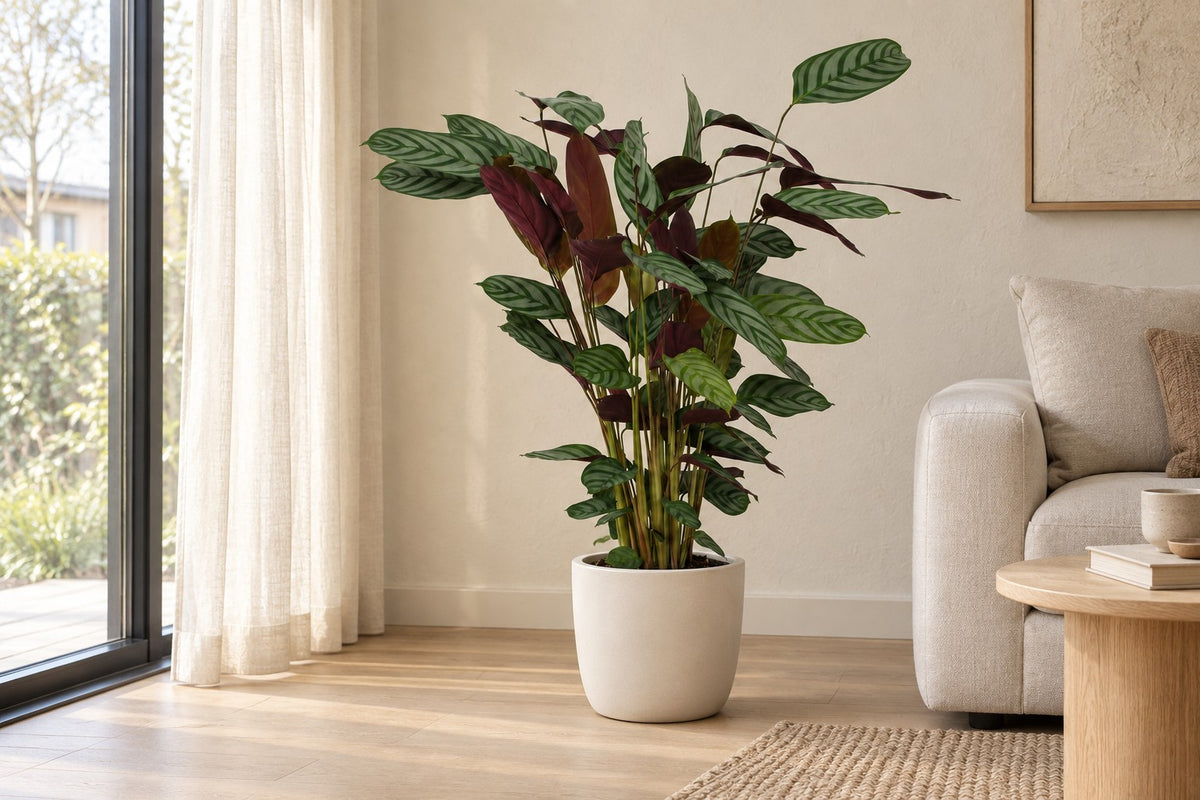 Calathea, 80 cm, dans a white ceramic planter dans un salon lumineux