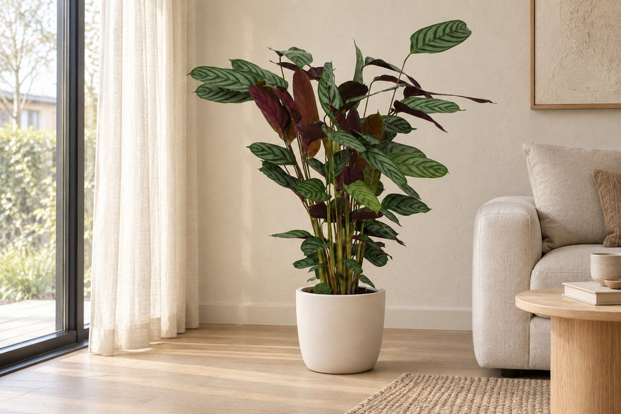 Calathea (Calathea 'Compactstar') 80 cm de haut, pot ø19 cm