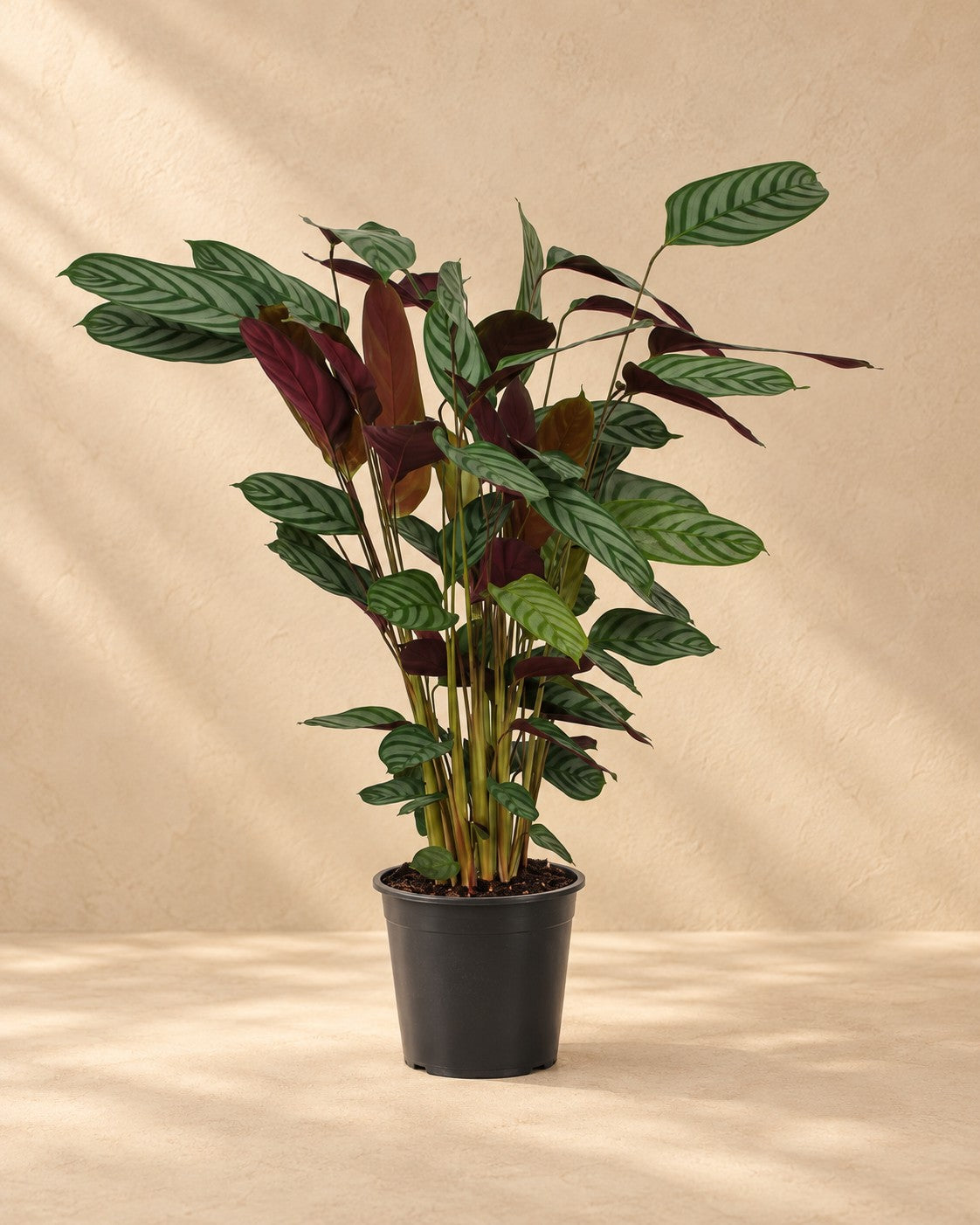 Påfågelsblad (Calathea 'Compactstar'), 80 cm hög i en 19 cm odlingskruka