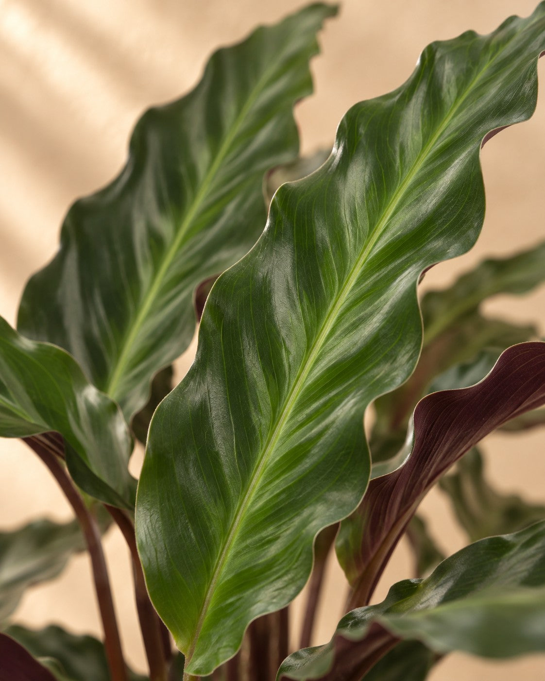Close-up van het blad van de Pauwplant (Calathea 'Elgergrass')