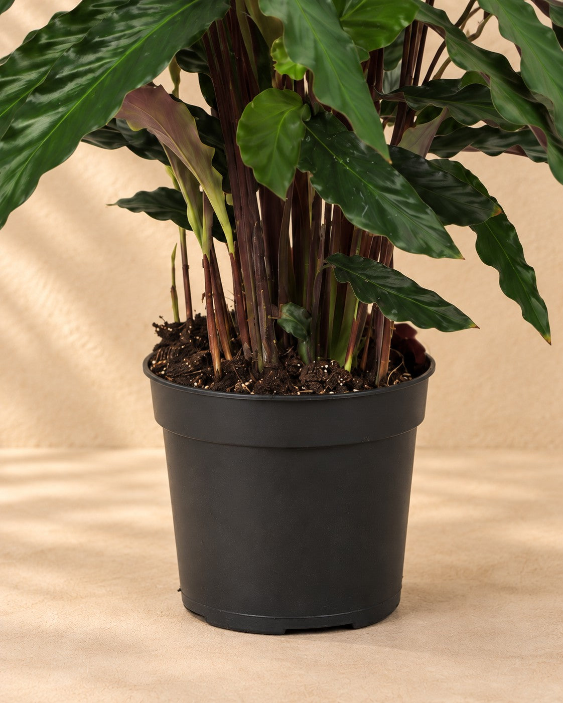Nederste del af Påfugleplante (Calathea 'Elgergrass') med dyrkningspotten