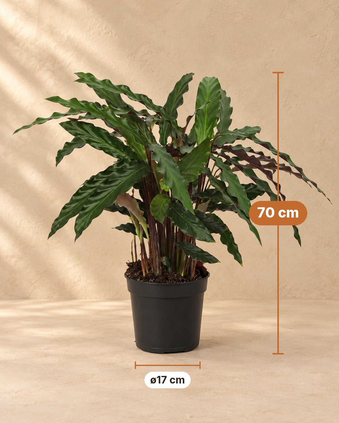 Mål Påfugleplante: 70 cm høj, potte ø17 cm