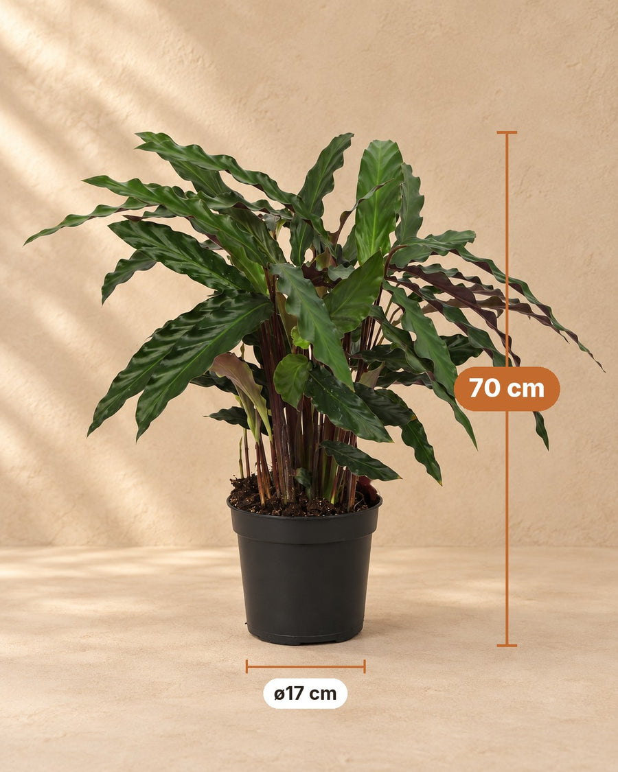 Påfugleplante (Calathea 'Elgergrass') 70 cm høj, potte ø17 cm
