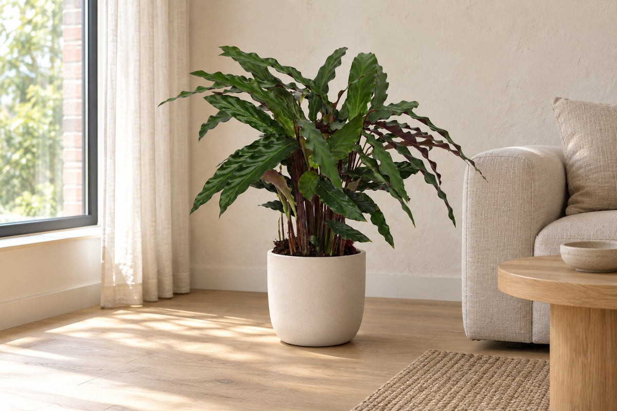 Påfugleplante, 70 cm, i a white ceramic planter i en lys stue