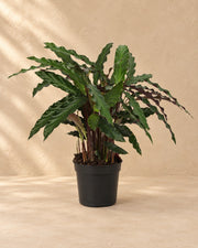 Påfugleplante (Calathea 'Elgergrass'), 70 cm høj i en 17 cm dyrkningspotte