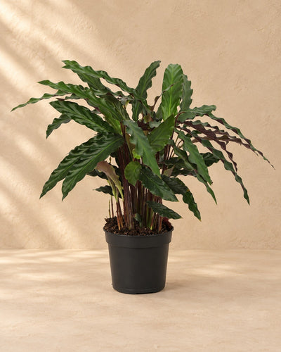 Påfugleplante (Calathea 'Elgergrass'), 70 cm høj i en 17 cm dyrkningspotte