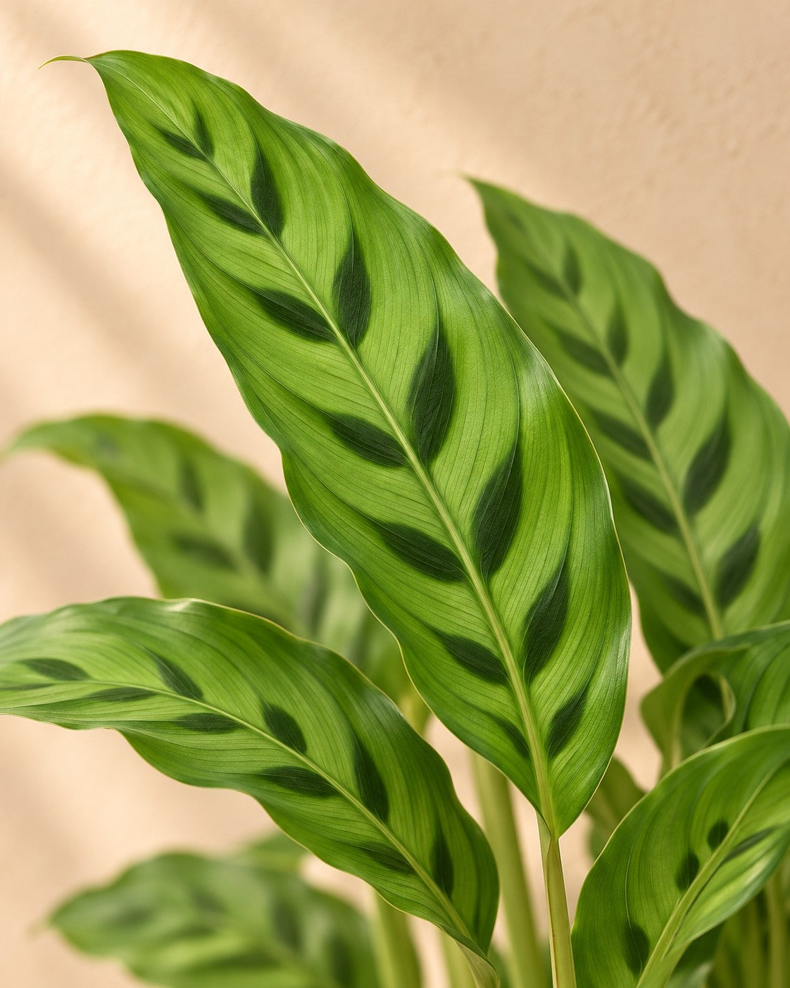 Close-up van het blad van de Pauwplant (Calathea leopardina)