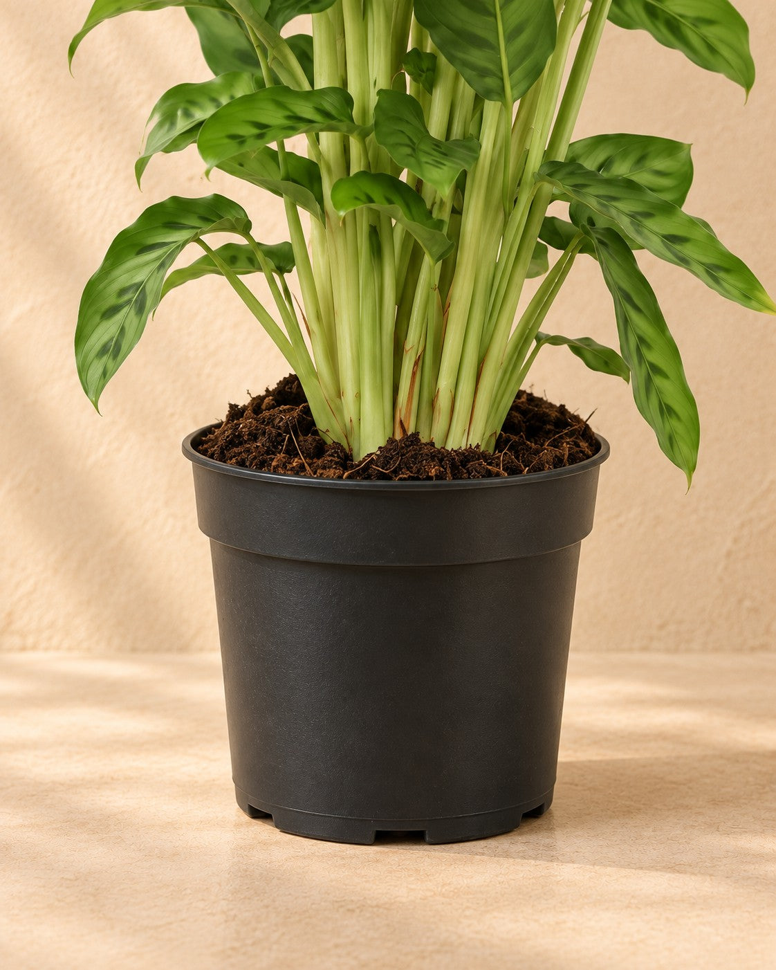 Partie basse de Calathea (Calathea leopardina) avec son pot de culture
