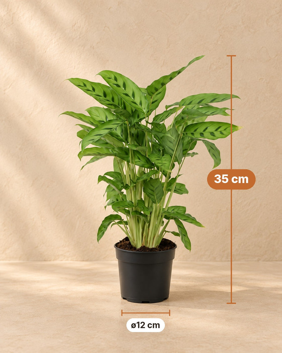 Calathea (Calathea leopardina) 35 cm de haut, pot ø12 cm
