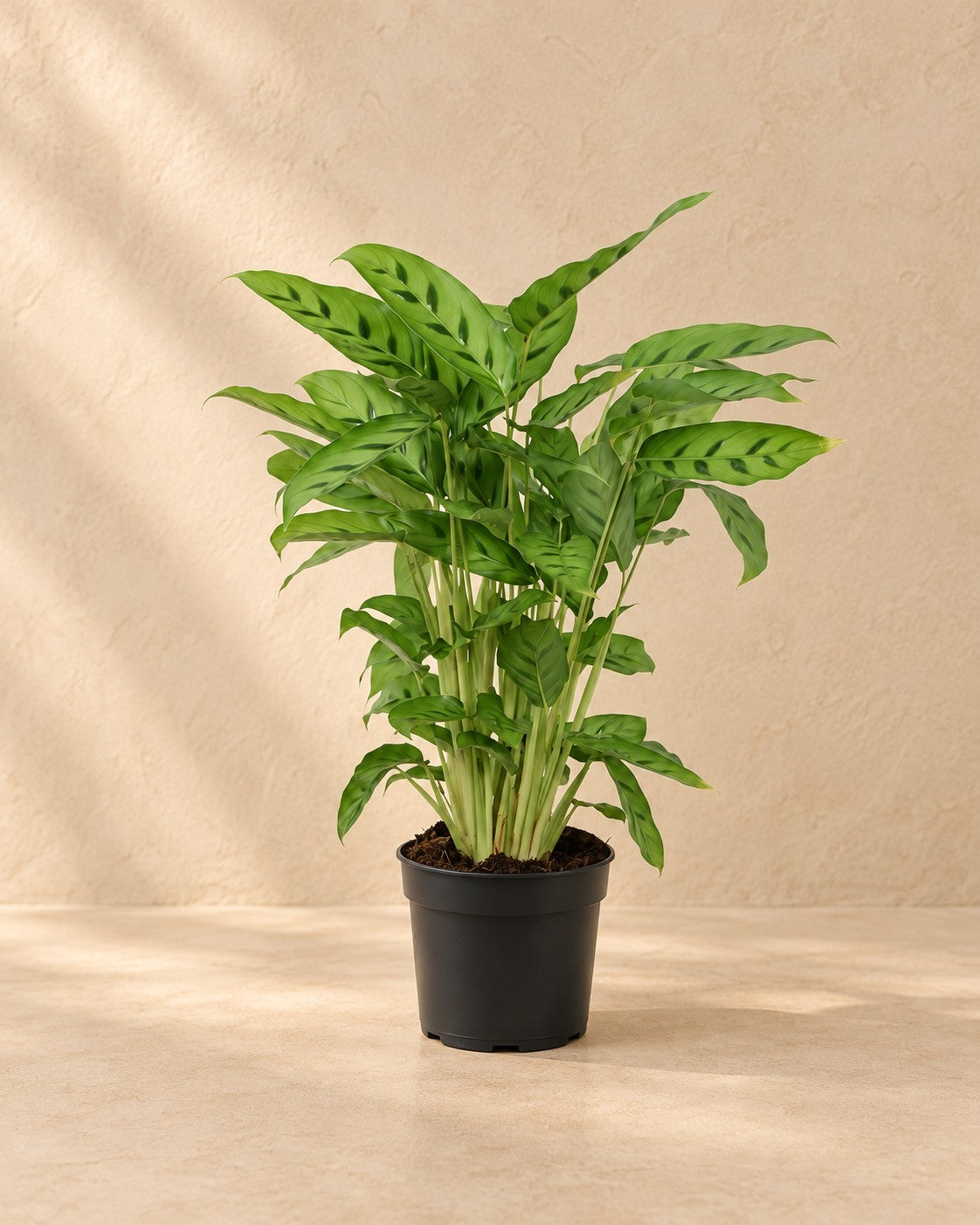 Pauwplant (Calathea leopardina) van 35 cm hoog in kweekpot van 12 cm
