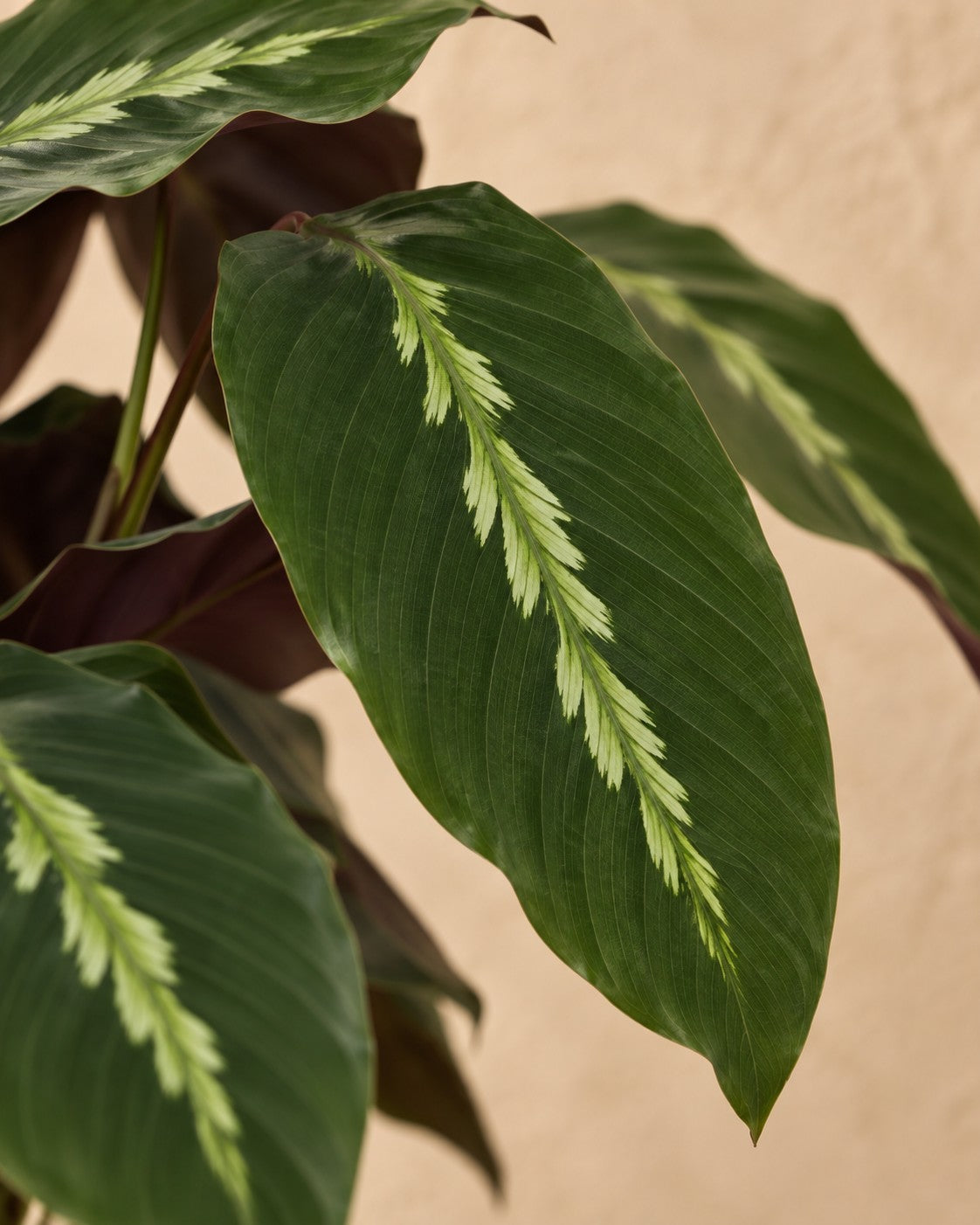 Närbild på bladen hos Kalatea (Calathea 'Maui Queen')