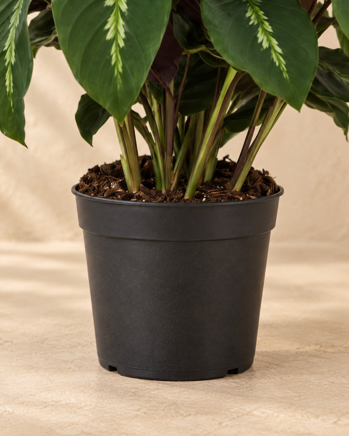 Dolna część Kalatea (Calathea 'Maui Queen') z doniczką uprawową