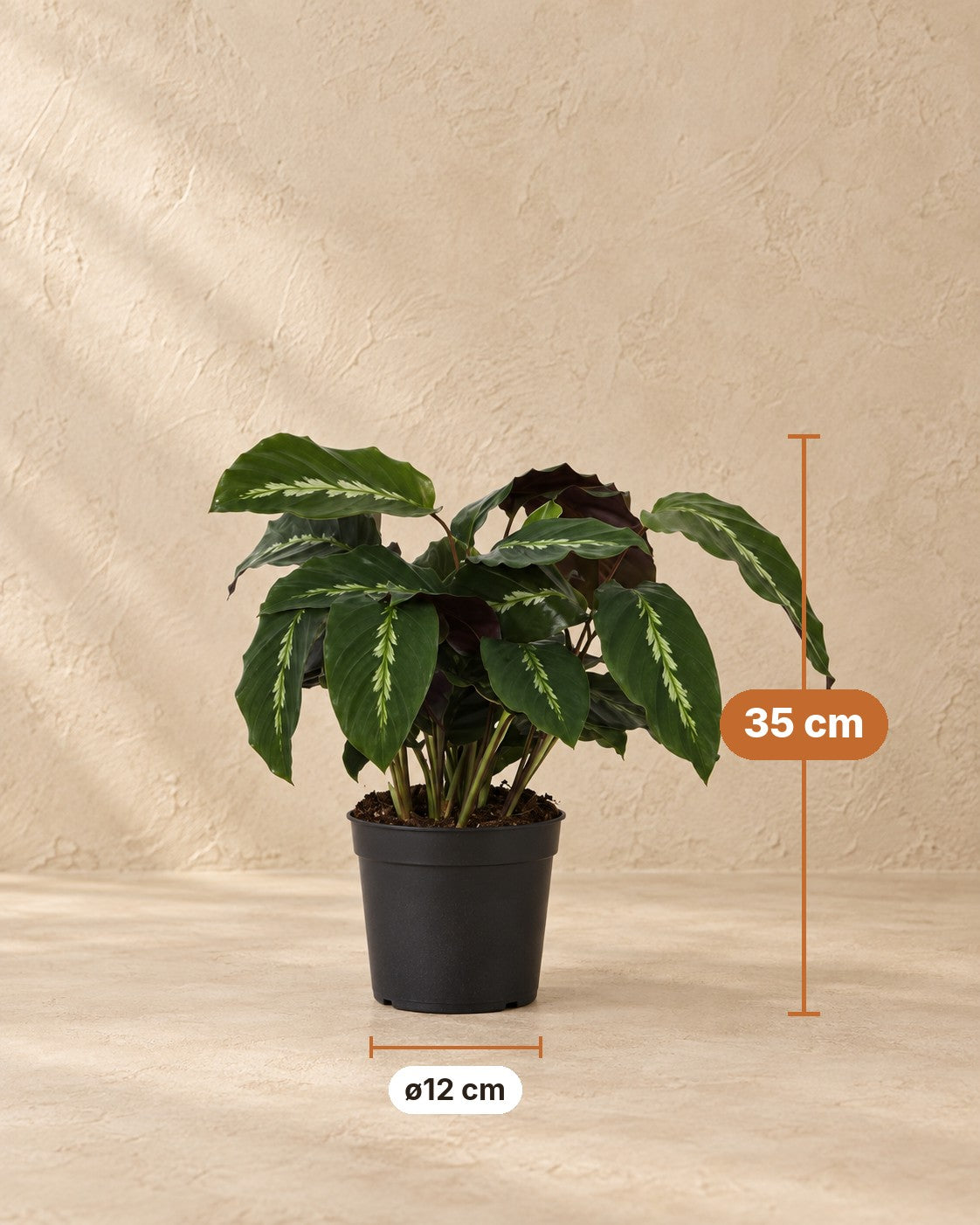 Wymiary Kalatea: wysokość 35 cm, doniczka ø12 cm