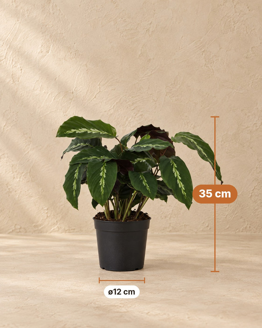 Kalatea (Calathea 'Maui Queen') 35 cm wysokości, doniczka ø12 cm