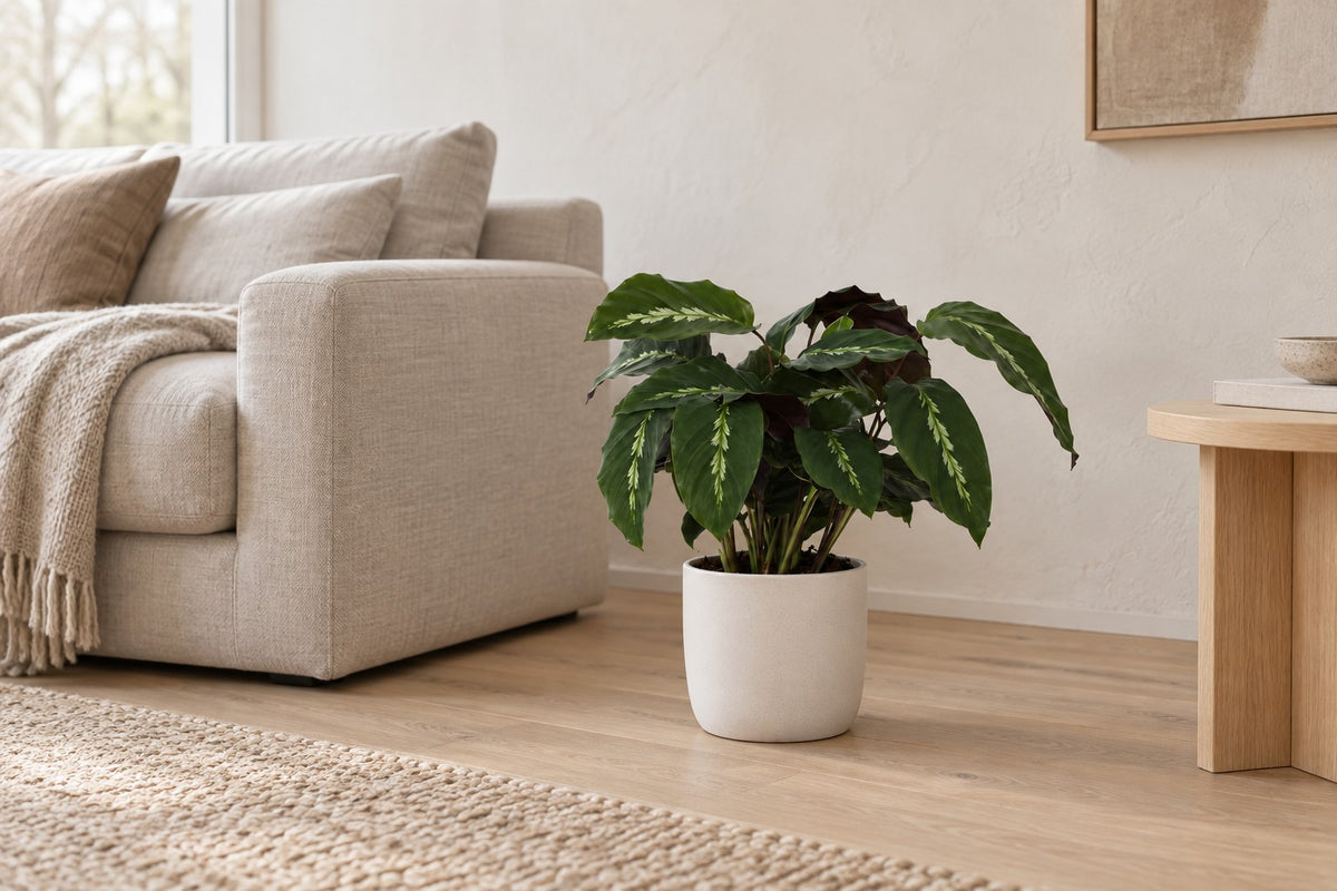 Kalatea, 35 cm, w a white ceramic planter w jasnym salonie