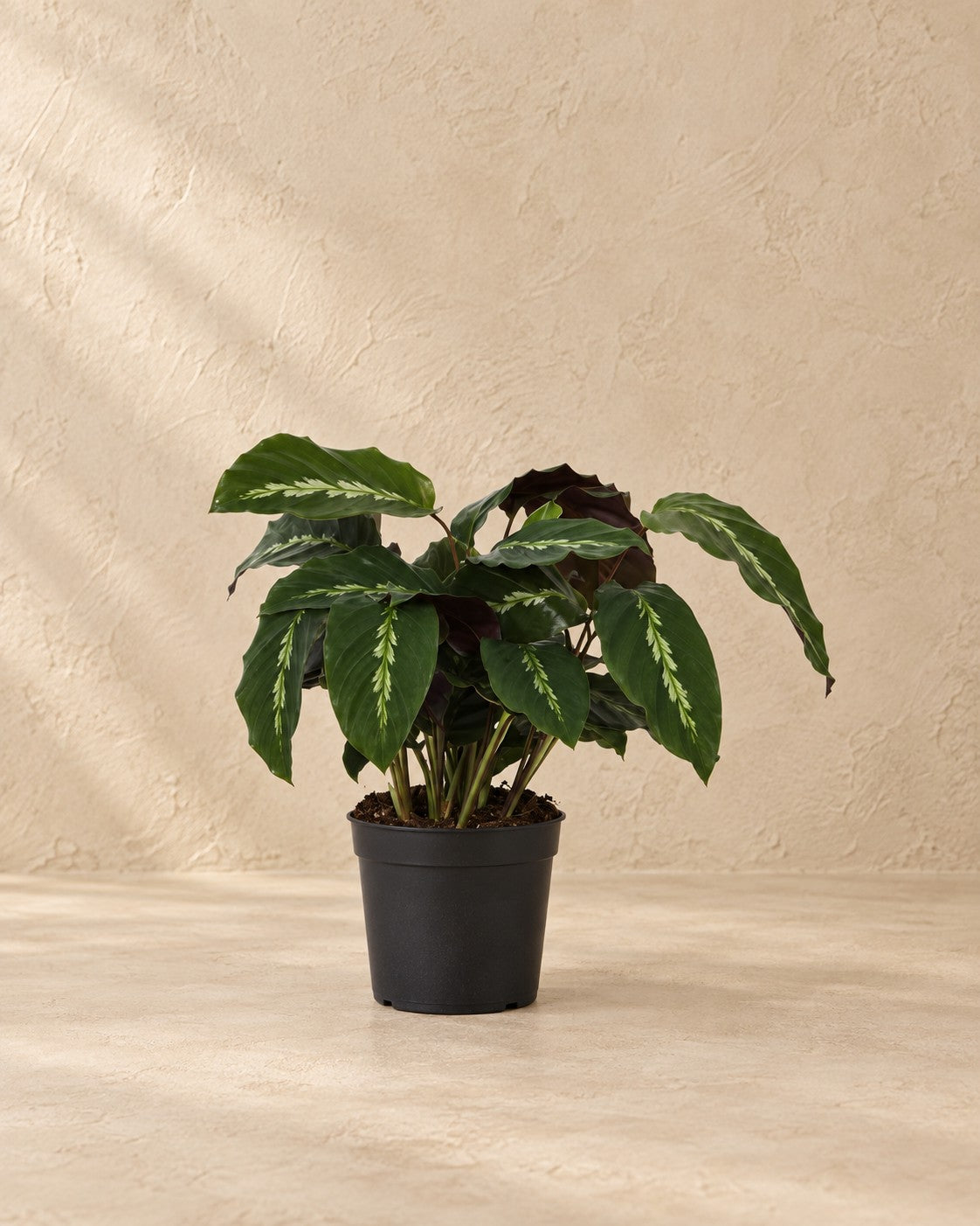 Kalatea (Calathea 'Maui Queen'), 35 cm hög i en 12 cm odlingskruka