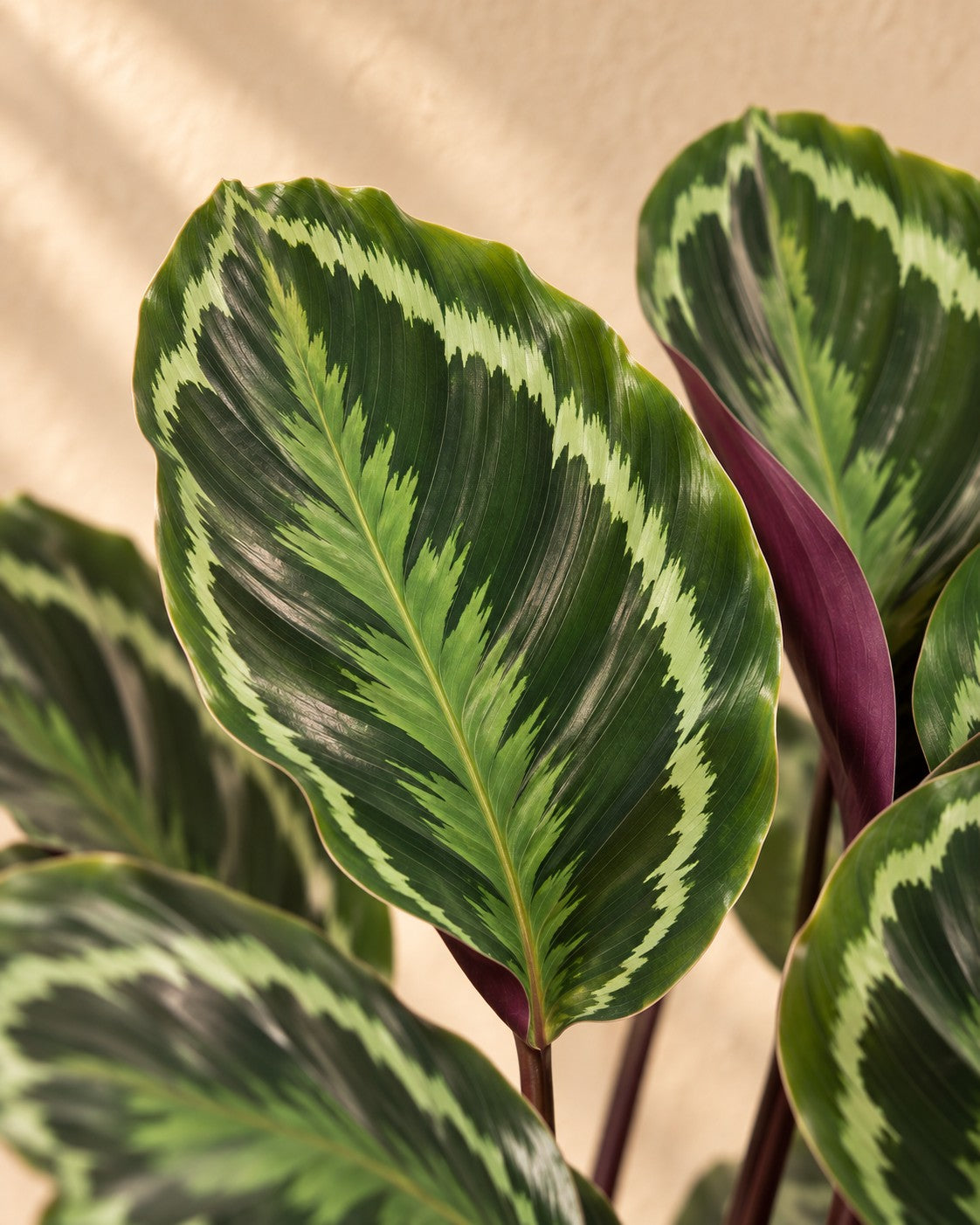 Gros plan sur les feuilles de Plante paon (Calathea roseopicta 'Medallion')
