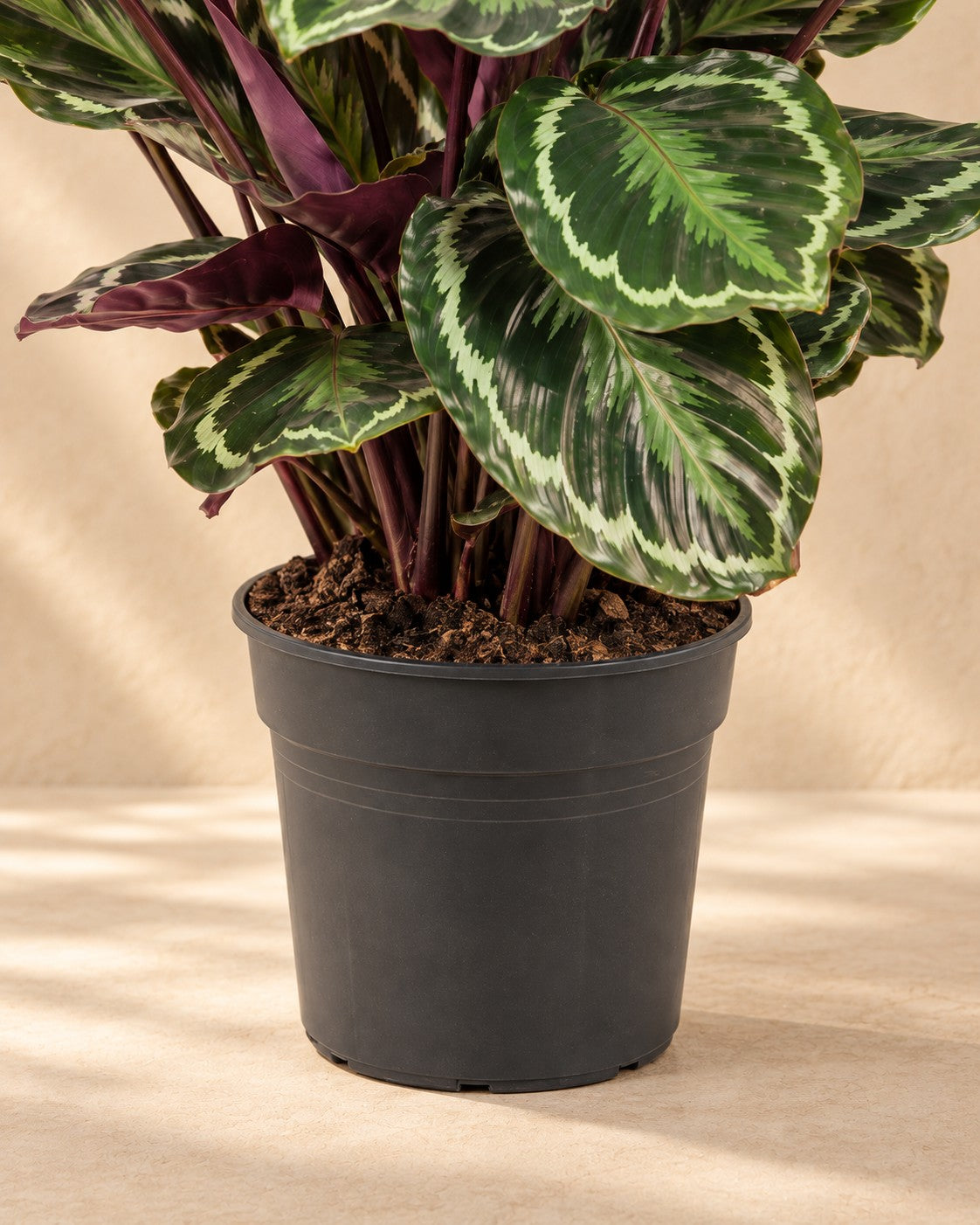 Partie basse de Plante paon (Calathea roseopicta 'Medallion') avec son pot de culture