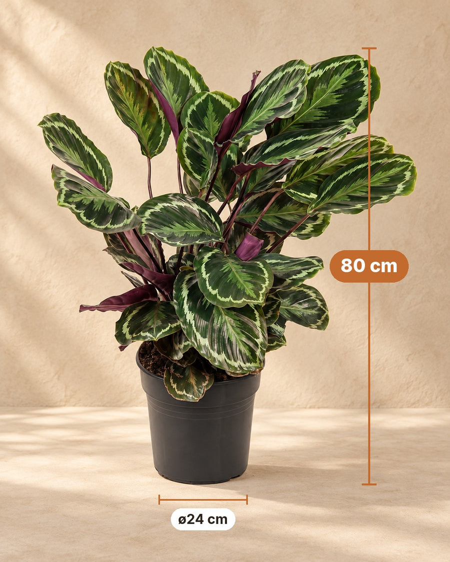 Plante paon (Calathea roseopicta 'Medallion') 80 cm de haut, pot ø24 cm