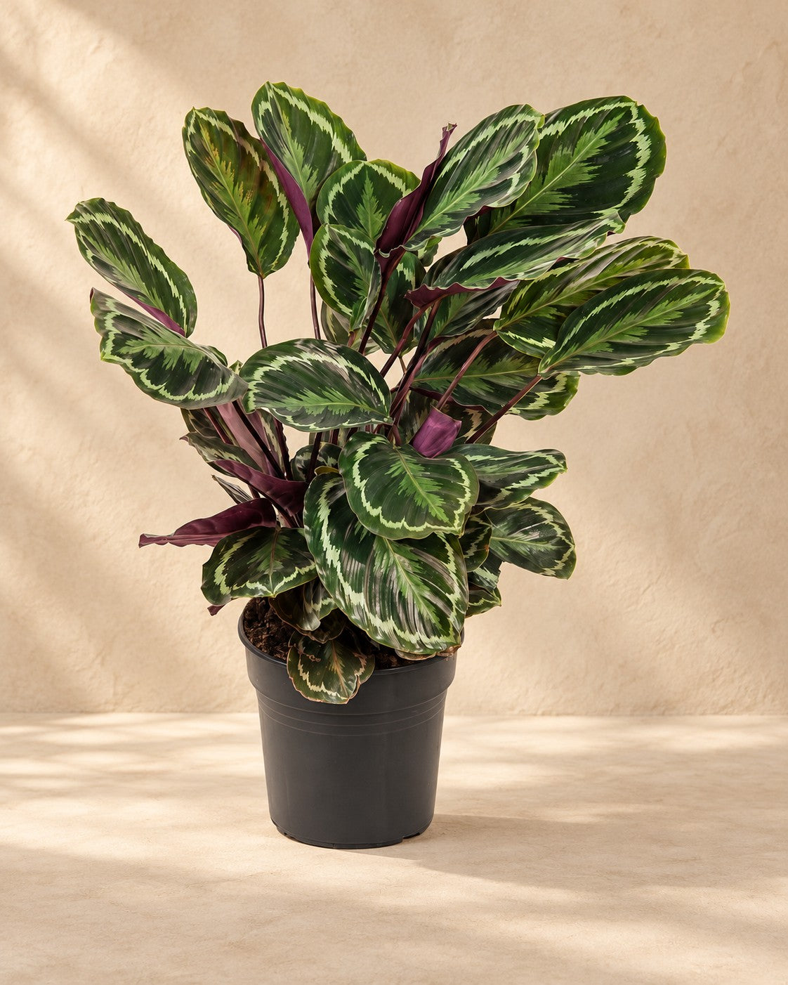 Pauwplant (Calathea roseopicta 'Medallion') van 80 cm hoog in kweekpot van 24 cm