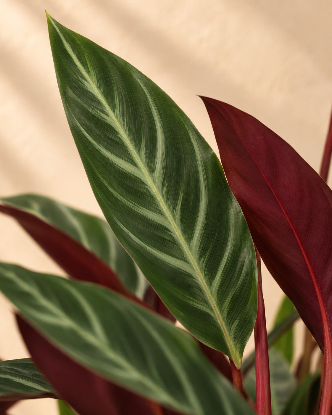 Närbild på bladen hos Kalatea (Calathea 'Stripestar')