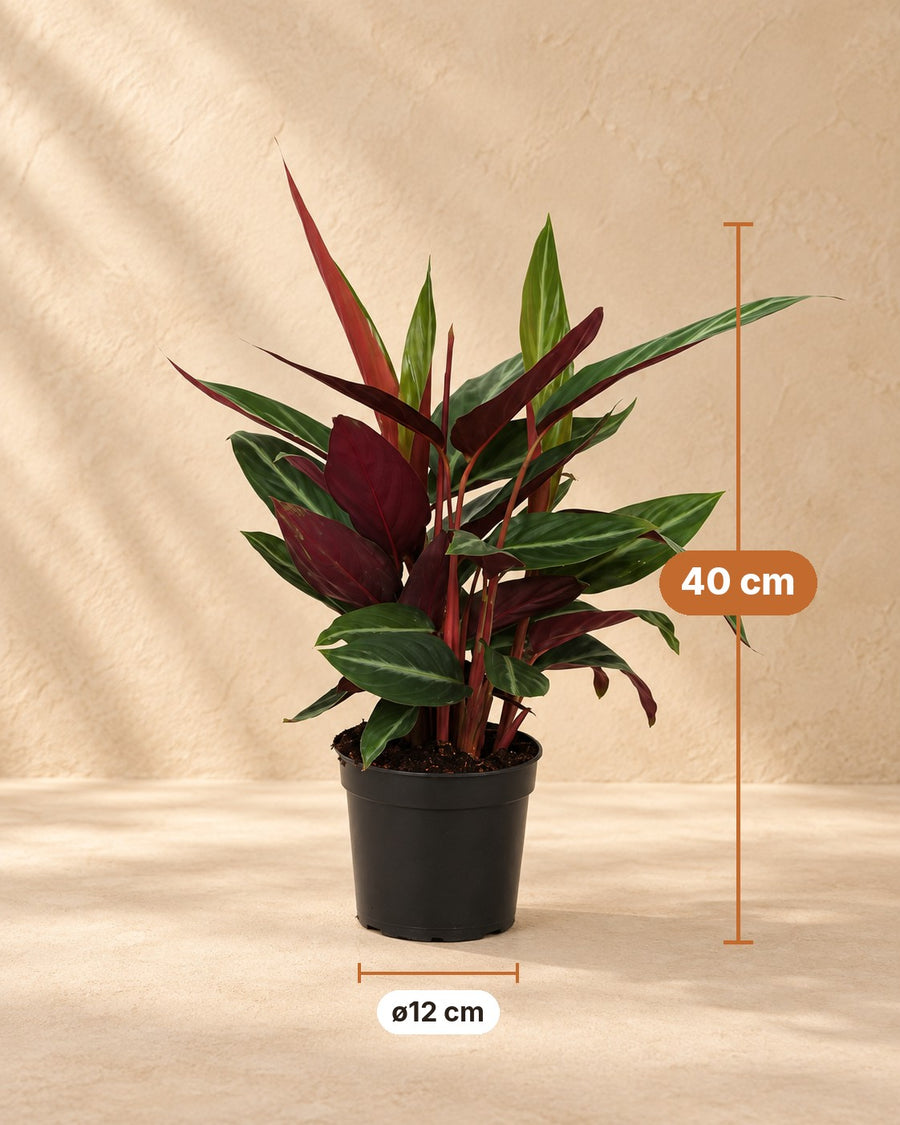 Plante paon (Calathea 'Stripestar') 40 cm de haut, pot ø12 cm