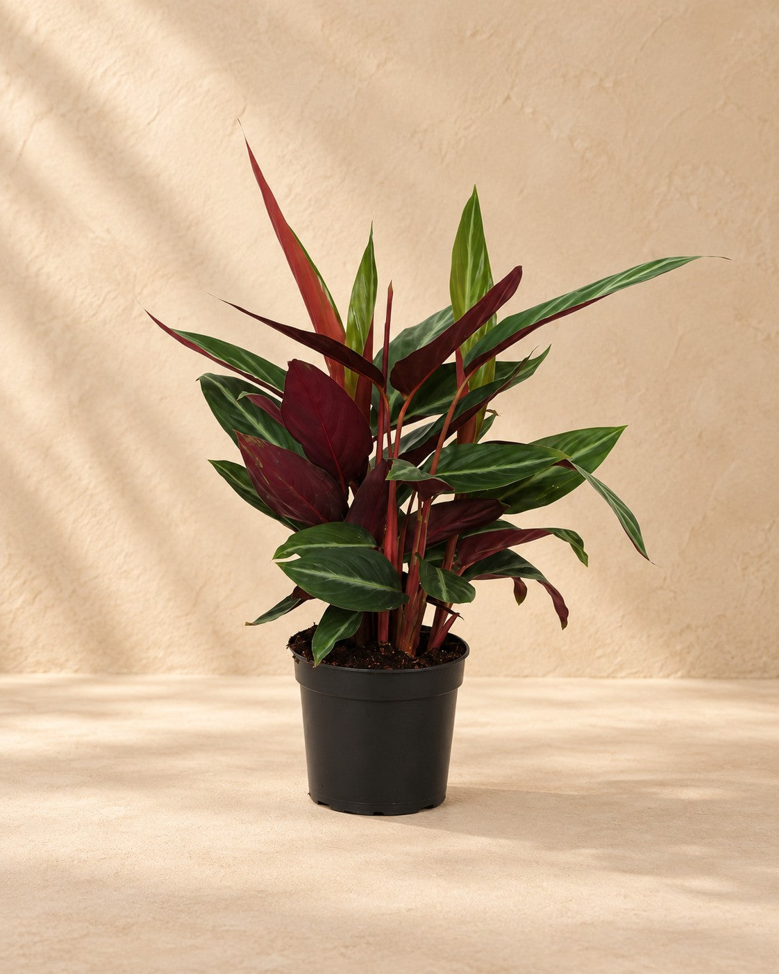 Kalatea (Calathea 'Stripestar'), 40 cm hög i en 12 cm odlingskruka