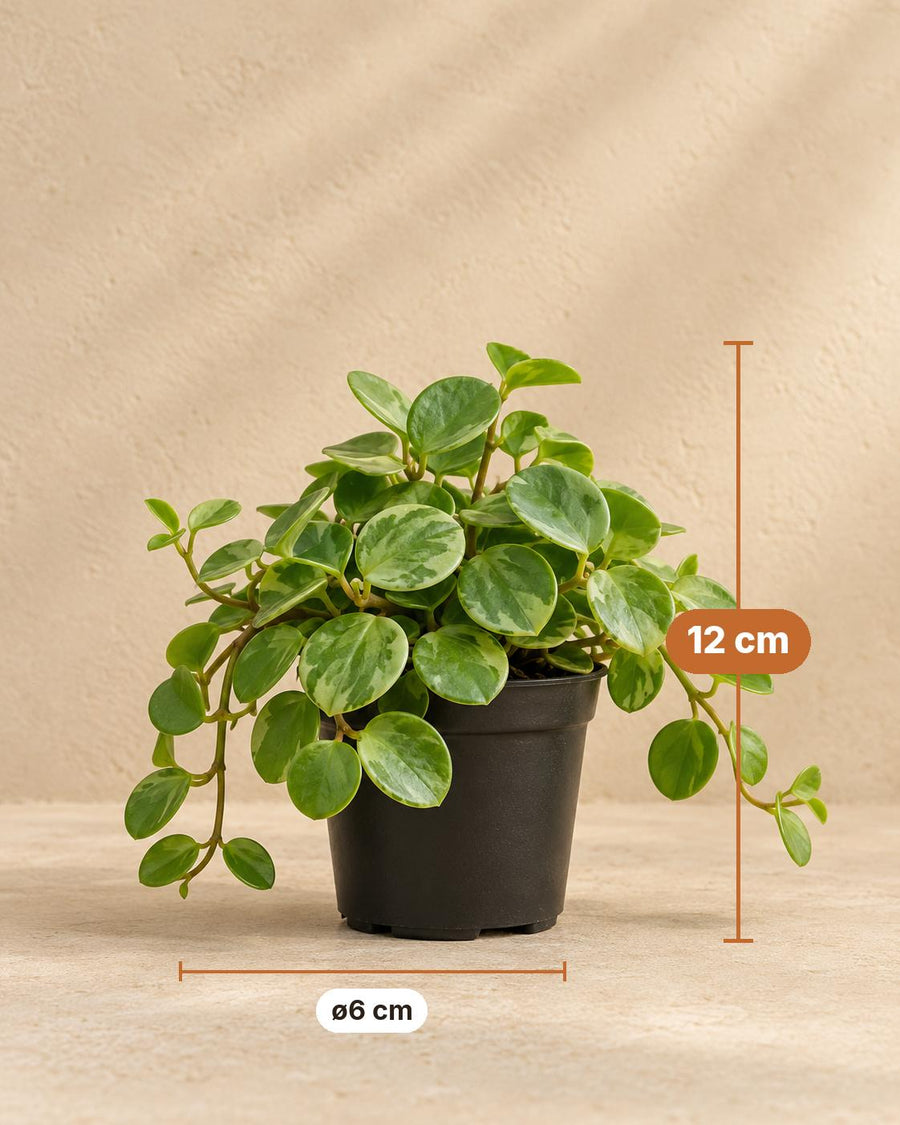 Peperomia 'Hope' 12 cm hoog, pot ø6 cm