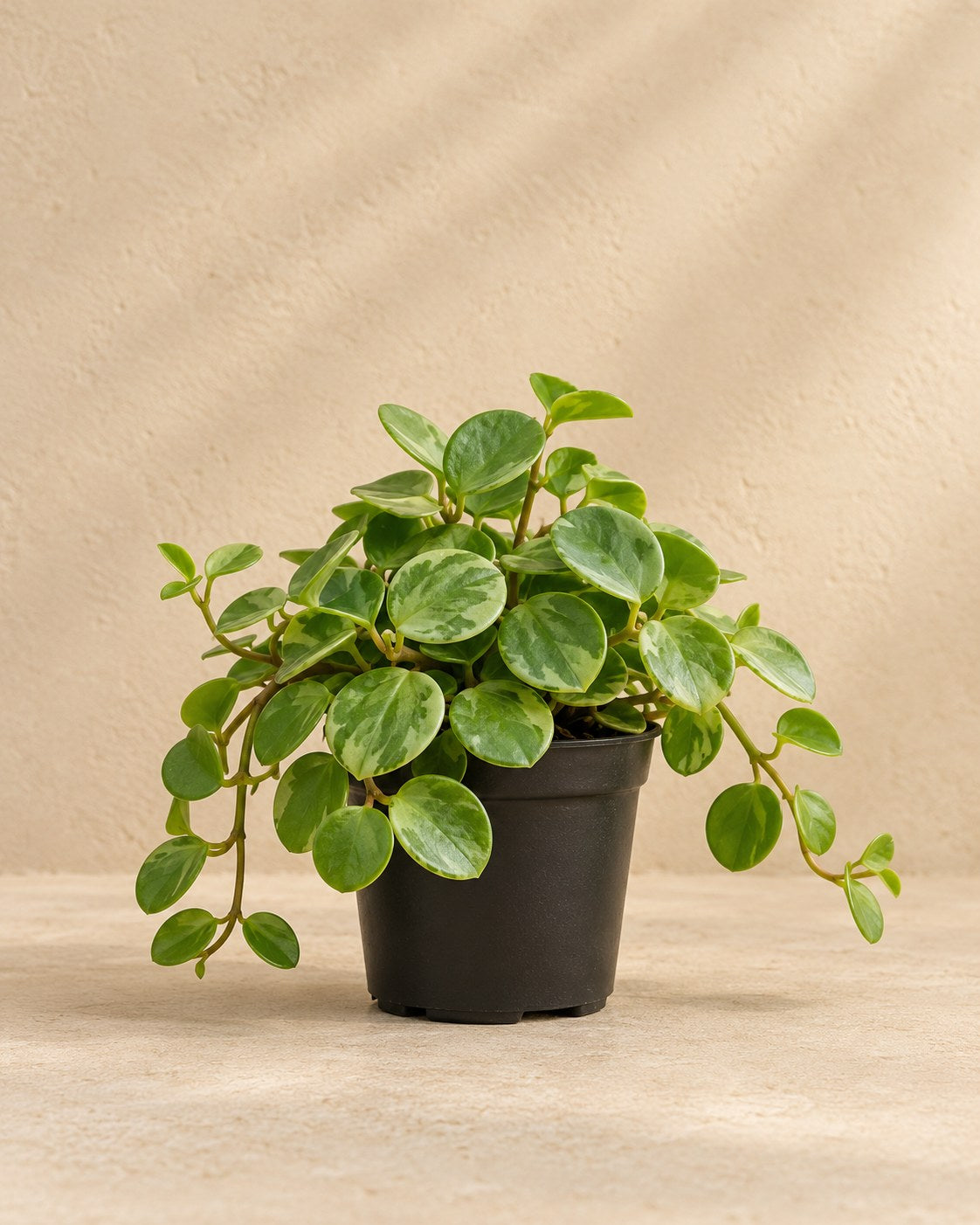 Peperomia 'Hope'