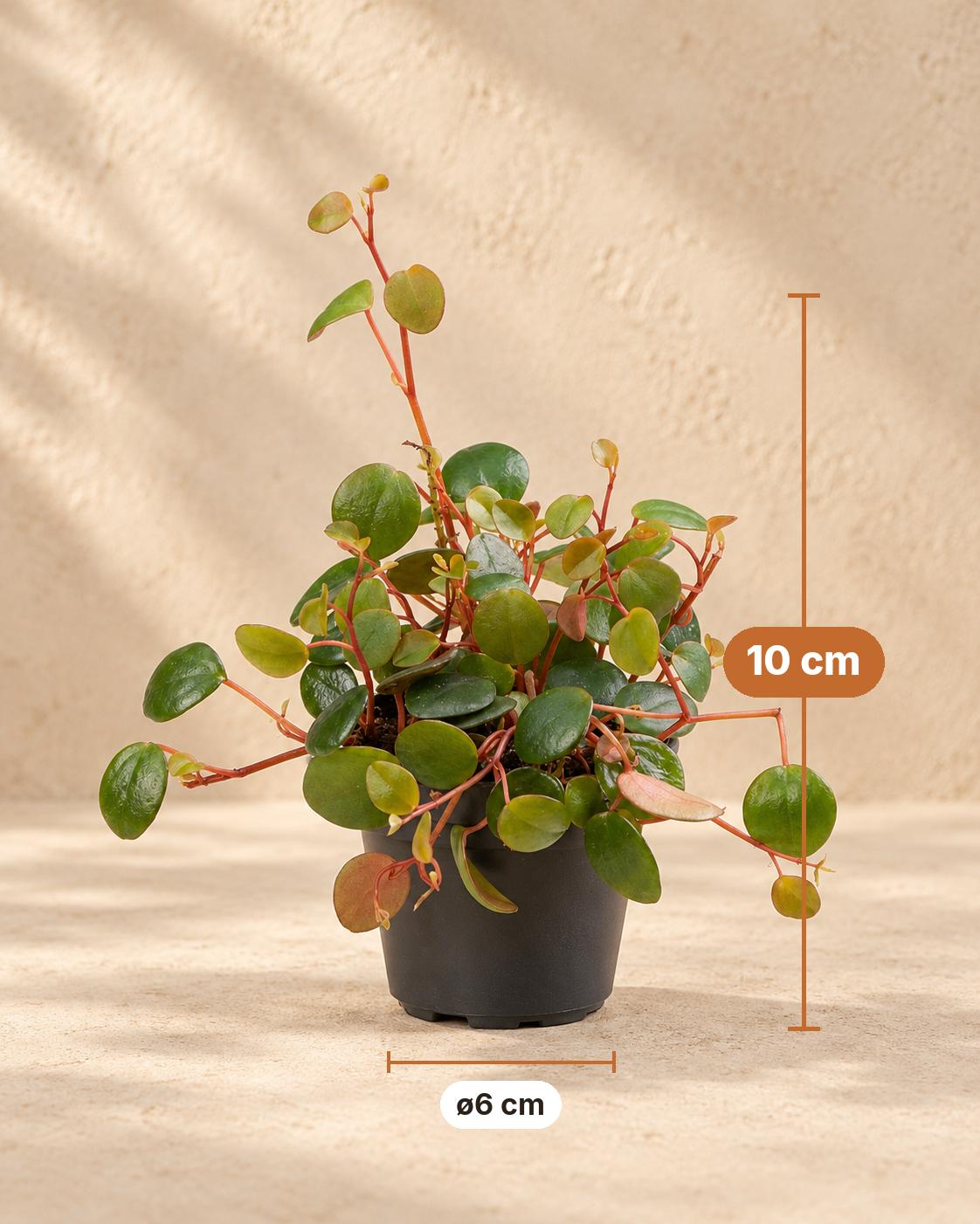Peperomia 'Pepperspot' 10 cm tall, pot ø6 cm