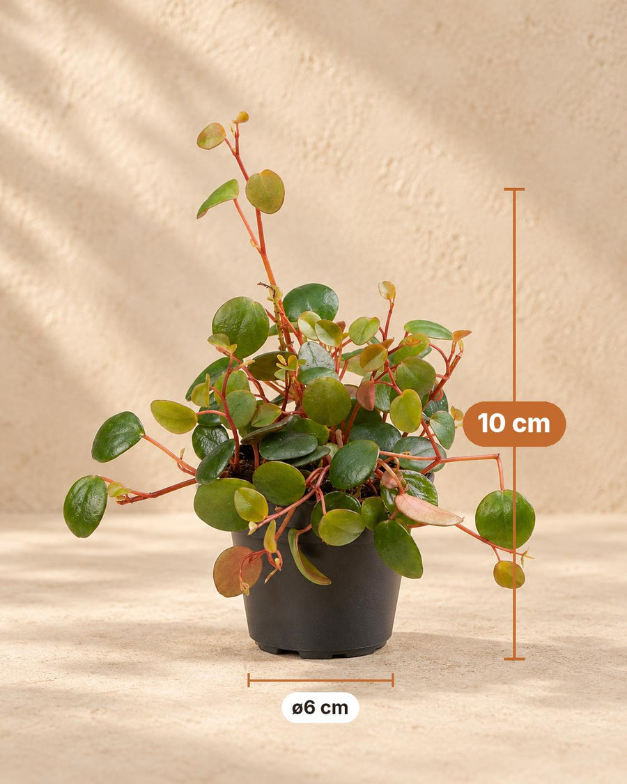 Peperomia 'Pepperspot' 10 cm tall, pot ø6 cm