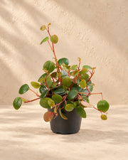 Peperomia 'Pepperspot' 10 cm tall, pot ø6 cm