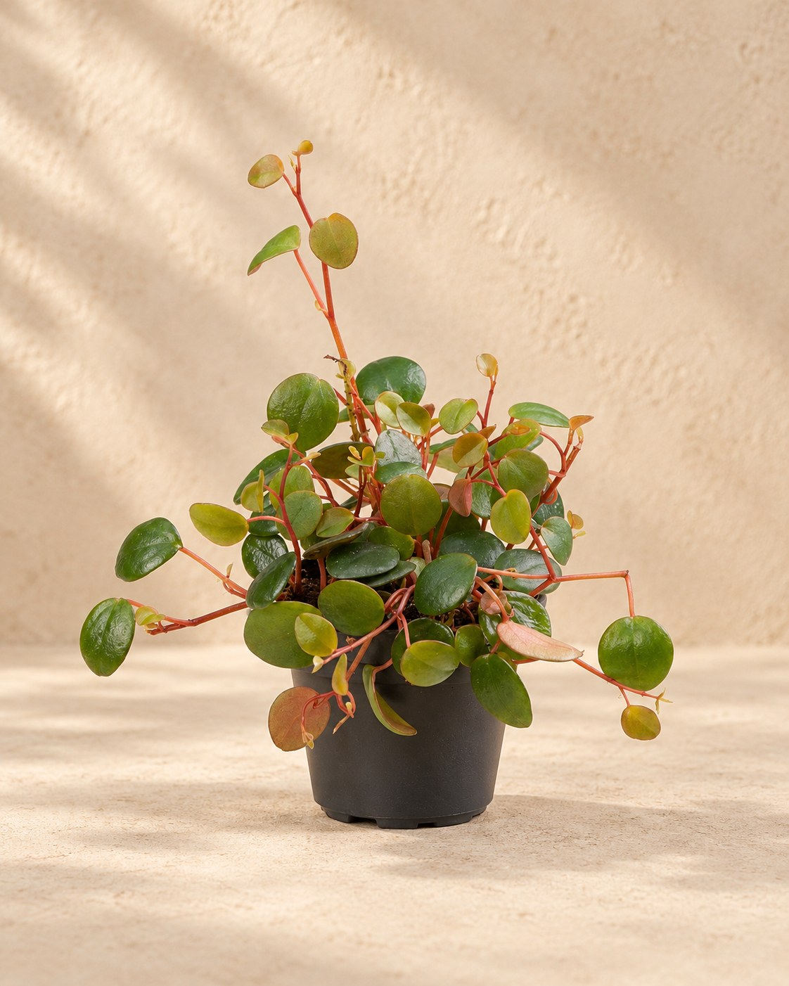 Peperomia 'Pepperspot' 10 cm tall, pot ø6 cm