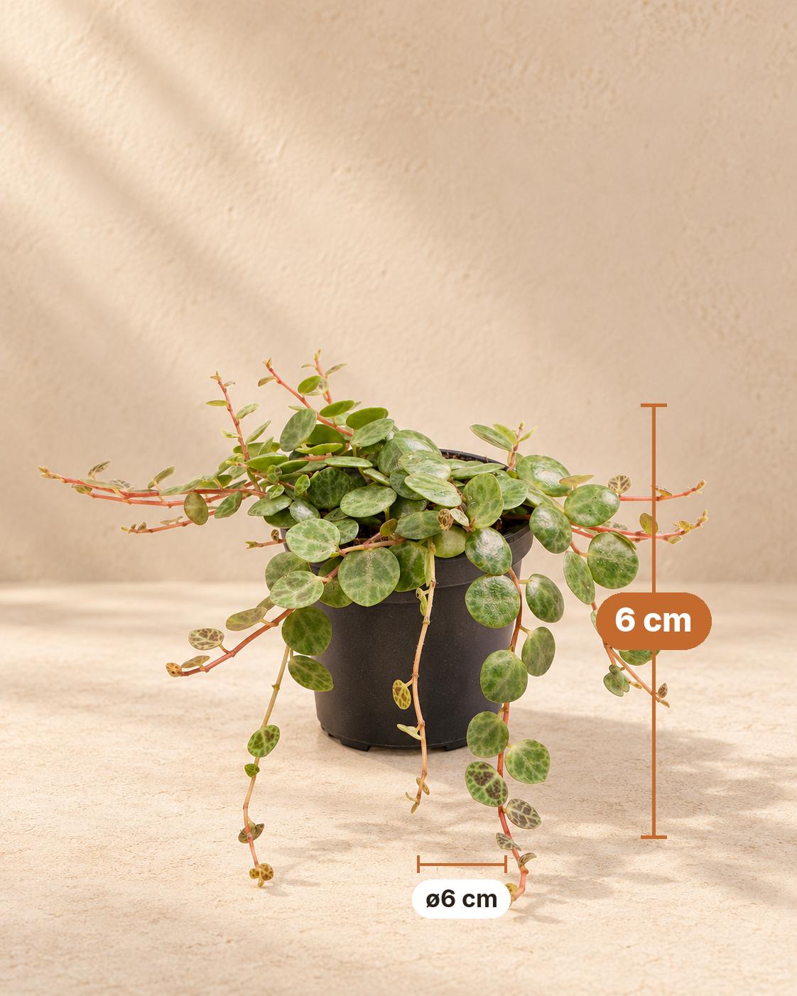 Schildpadpeperomia (Peperomia prostrata), 6 cm hoog, pot ø6 cm