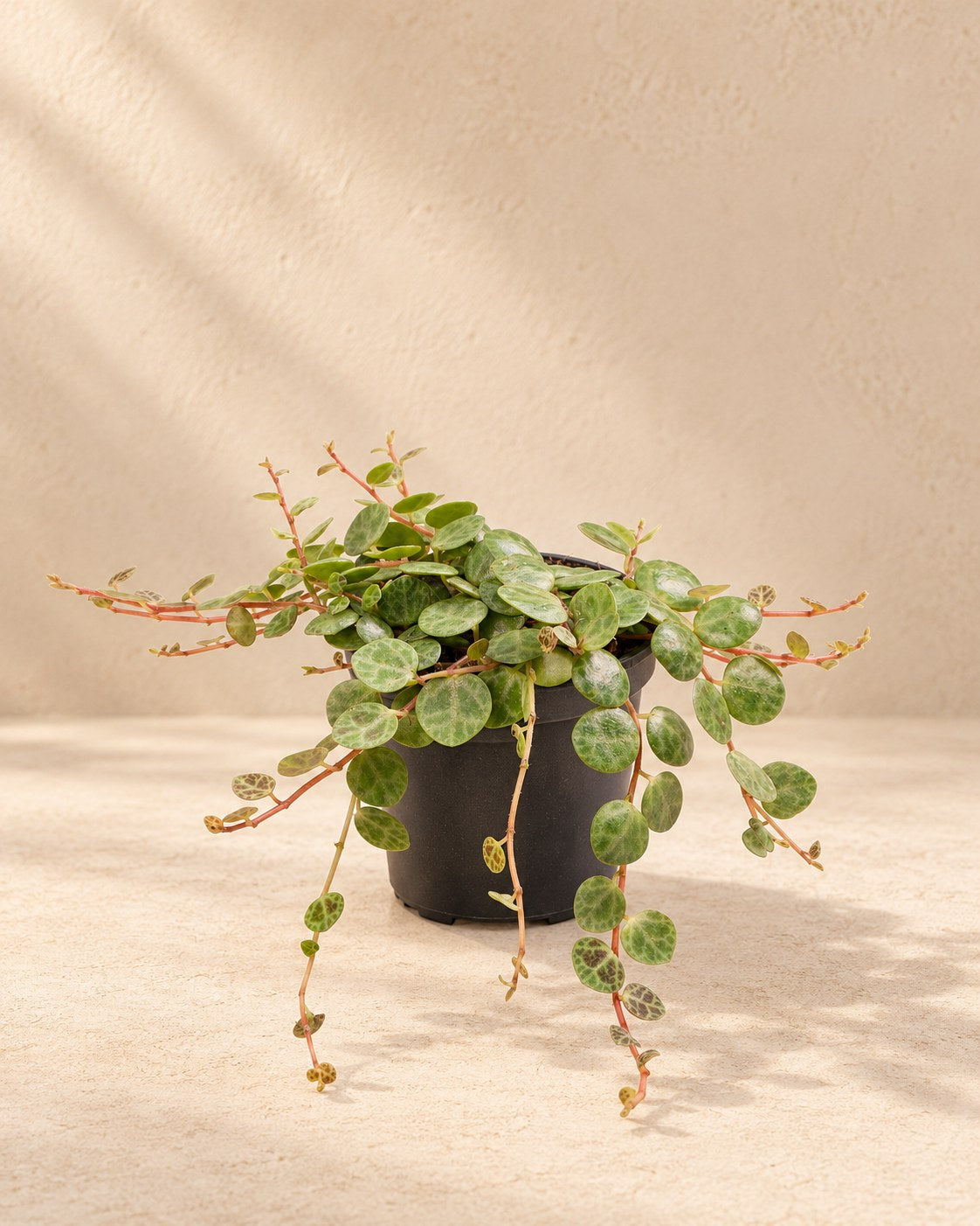 Schildpadpeperomia (Peperomia prostrata)
