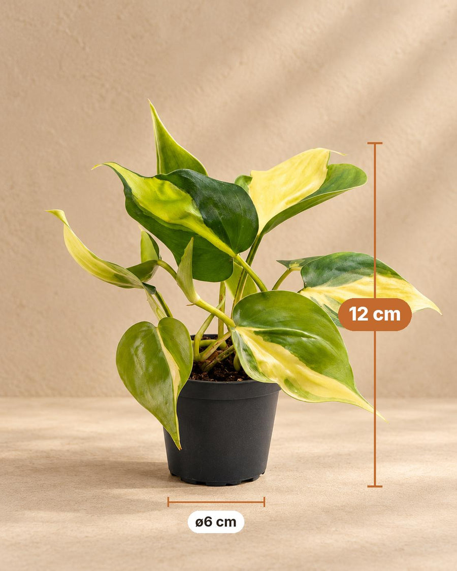 Philodendron hederaceum 'Brasil' 12 cm hoog, pot ø6 cm