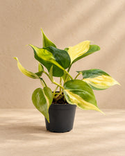 Philodendron hederaceum 'Brasil'